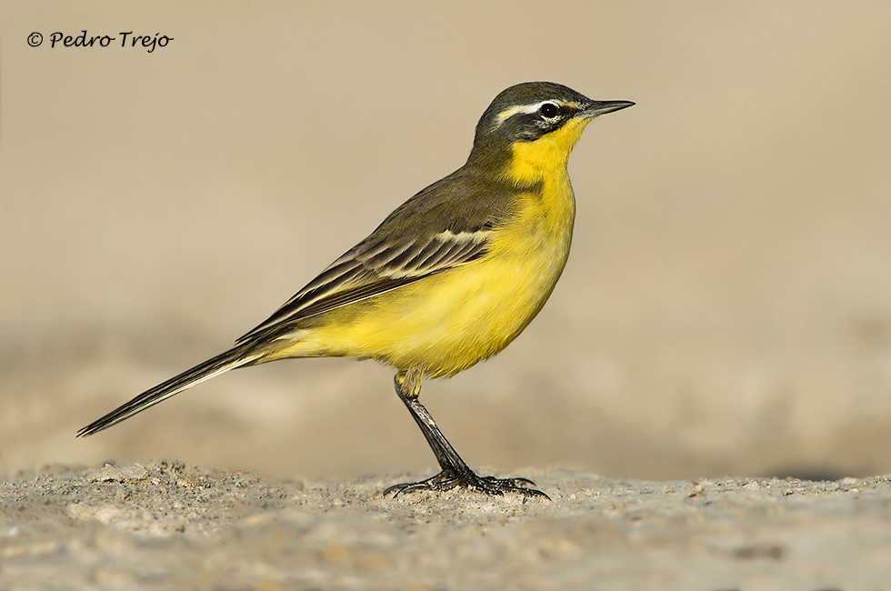 Lavandera Boyera (Motacilla flava)